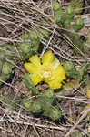 Cockspur pricklypear